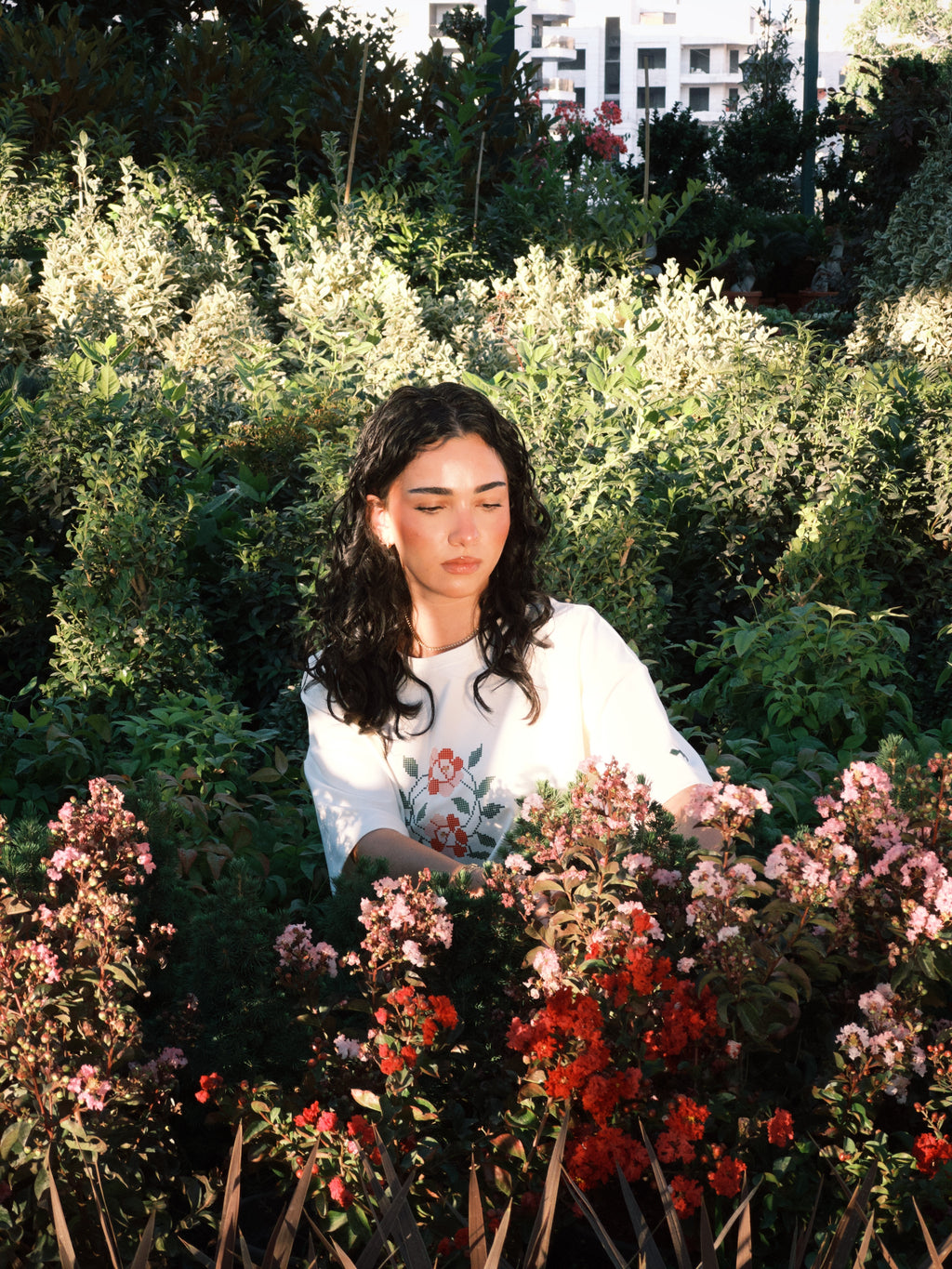 Rosa x Damascena