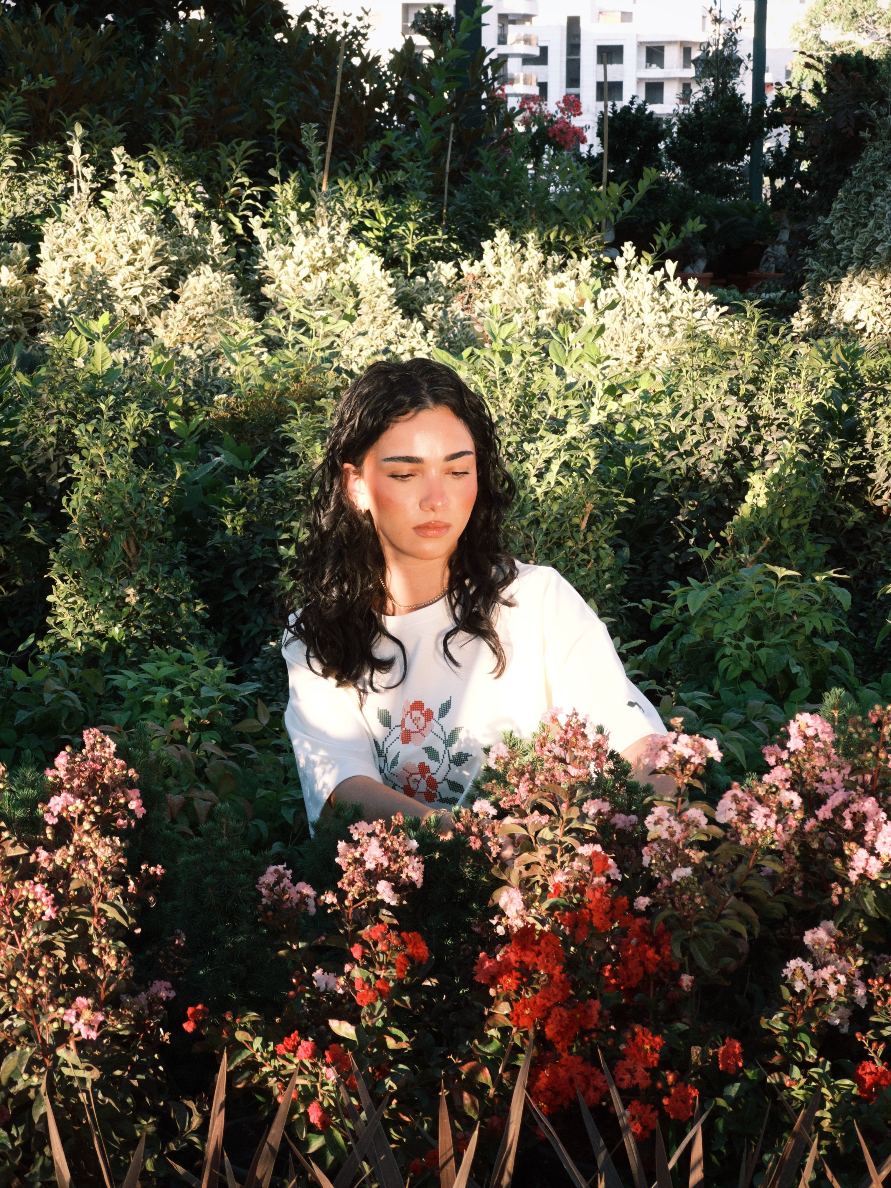 Rosa x Damascena